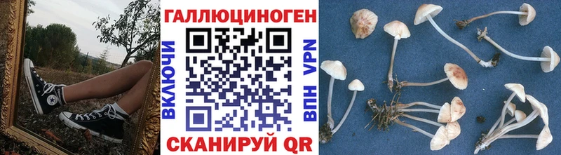 где можно купить   Мураши  Галлюциногенные грибы Magic Shrooms 